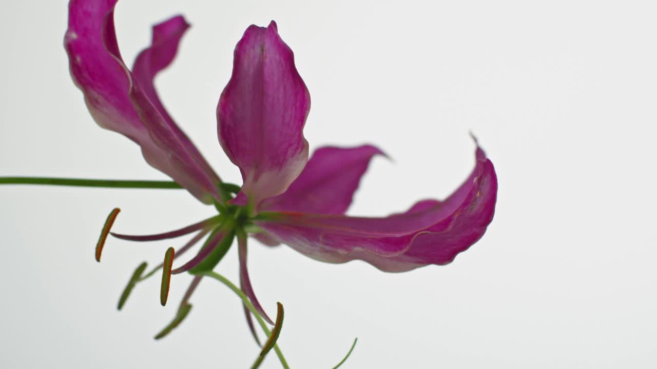 Fiore di giglio rosa in fiore su sfondo bianco isolato