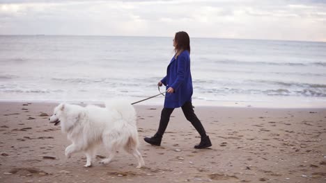 Pretty-girl-walking-with-samoyed-dog-on-the-sand-by-the-sea.-Slow-Motion-shot
