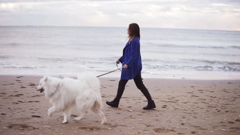 pretty girl walking with samoyed dog on the sand by the sea. slow motion shot