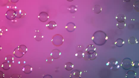 blue and clear soap bubbles on pink and violet background a lot of blue and clear soap bubbles isolated on pink and violet background