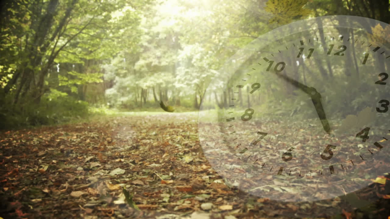 숲 바닥이 말린 잎으로 가득 차 있습니다.