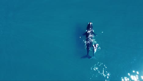 southern right whales - mother and calf swimming in the bright blue sea in slow motion - aerial top-down