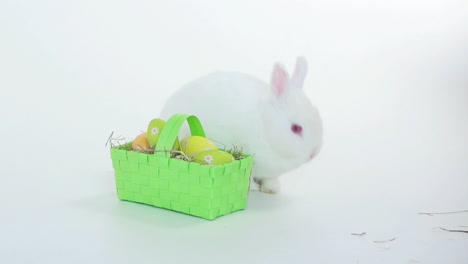 Bunny-rabbit-with-wicker-basket-of-easter-eggs