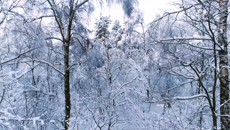 snowy branches in forest. winter fairy background