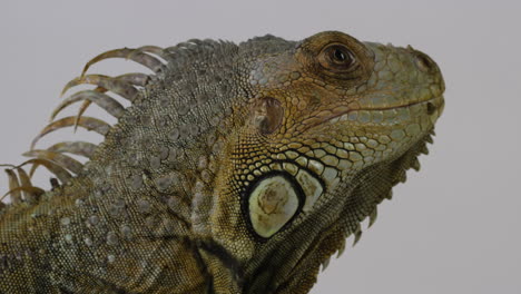 Green-Iguana-eyes-look-to-top-of-frame---side-profile---isolated-on-white-background