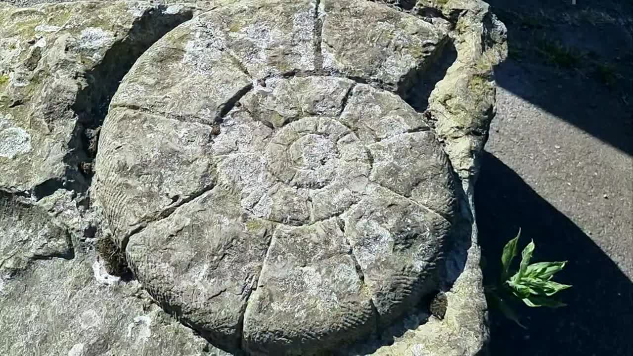 Stone carved ammonite fossil shell cut into large sandstone quarry boulder rock art rotating above