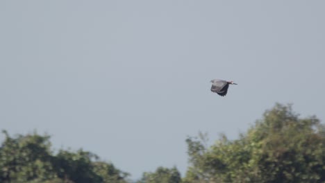 crane hawk flies high above tambopata jungle canopy in peru