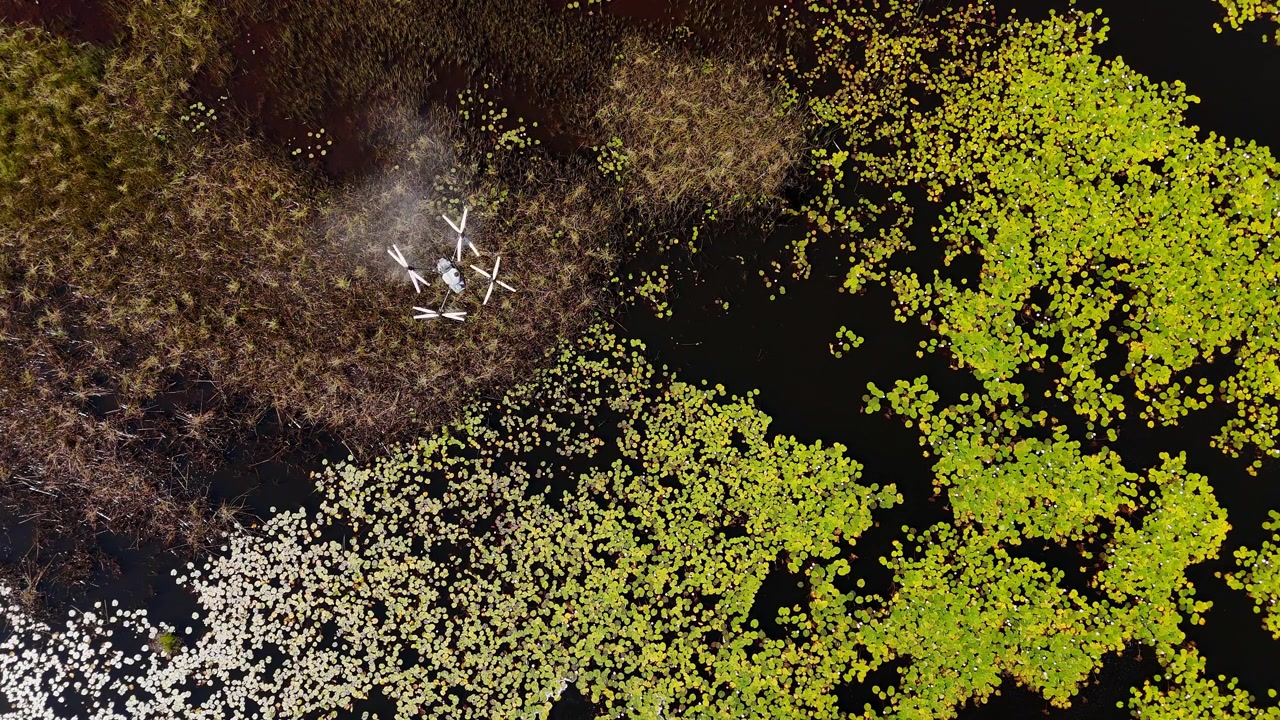 Drone che spruzza erbicida sulla vegetazione acquatica in un'operazione controllata
