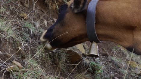 Happy-cow-feeding-in-natural-pasture-surrounded-by-forest-up-in-the-alpine-mountains,-close-up