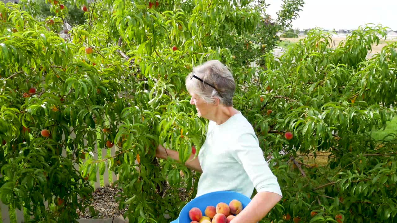 그녀의 복숭아 나무에서 과일 따기 성숙한 여자