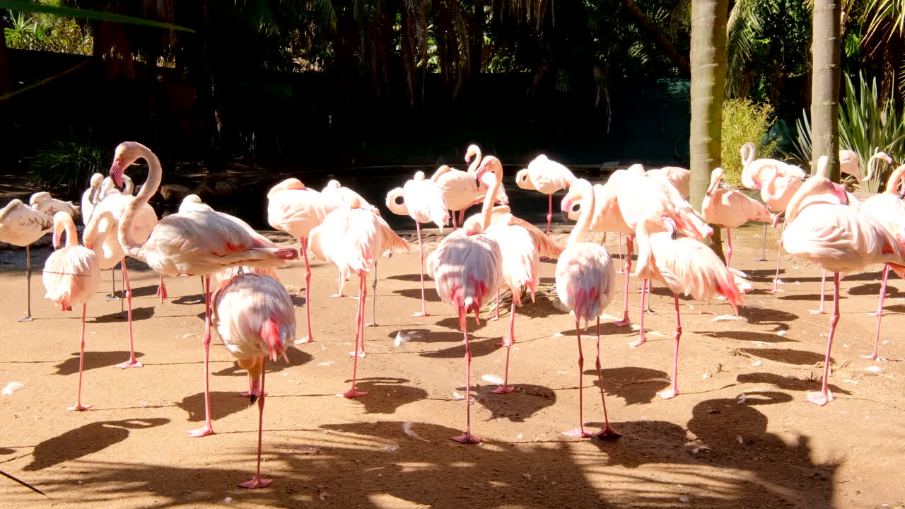 Flamboyance of Greater Flamingo balancing on one leg basking in sun at sanctuary