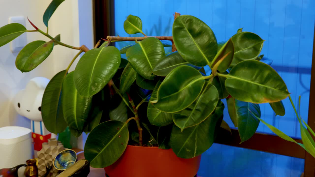 Close-Up of House Plants in a Cosy Apartment