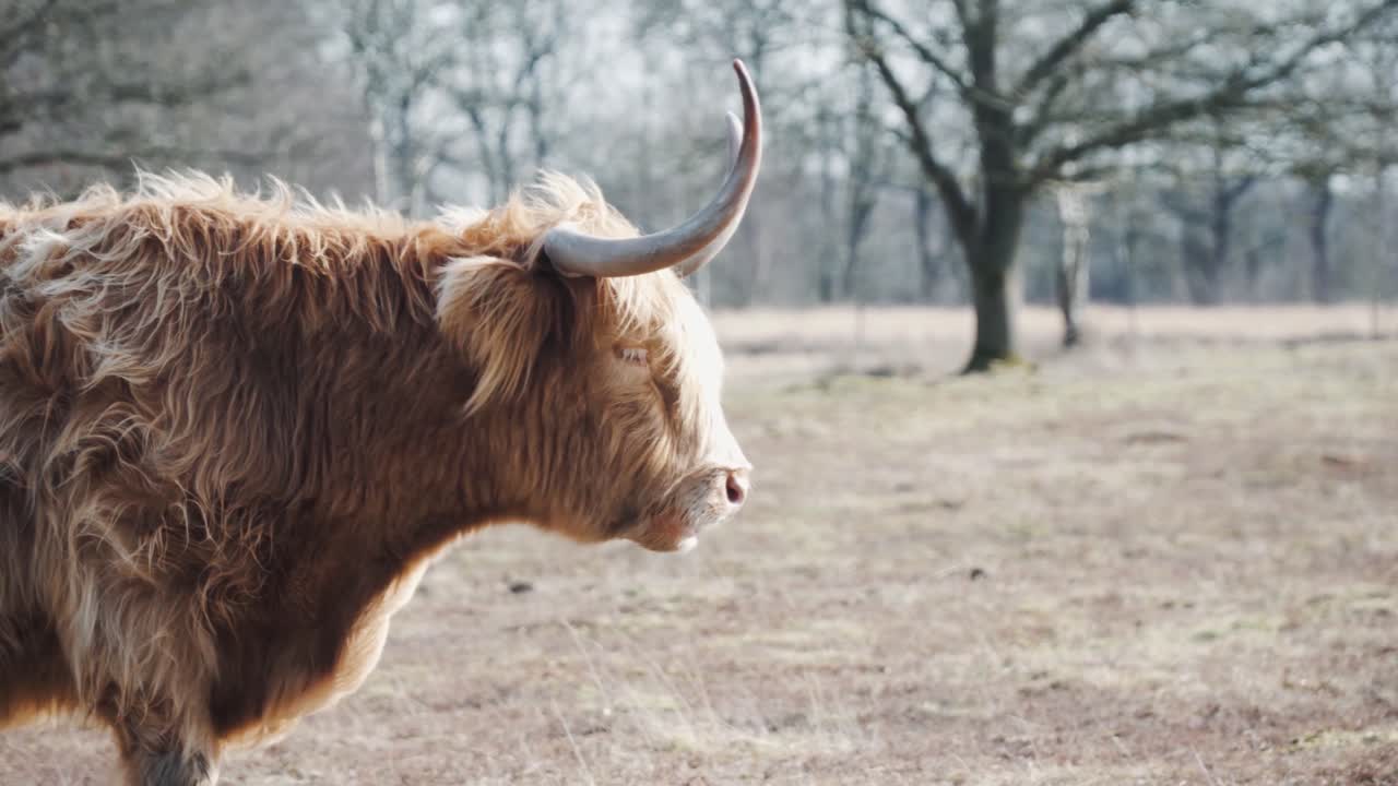 vaca de las tierras altas en un campo