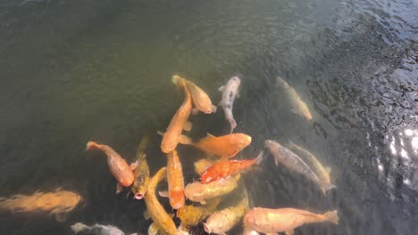 colorful koi fish gathering and swimming together