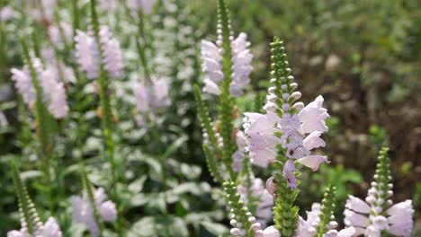 Obedient-plant--in-slight-breeze-with-blurred-backroung