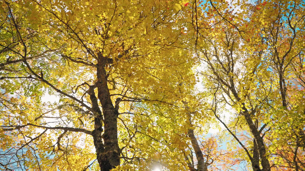Colorful autumn tree foliage in the forest. Sun rays coming through the leaves.