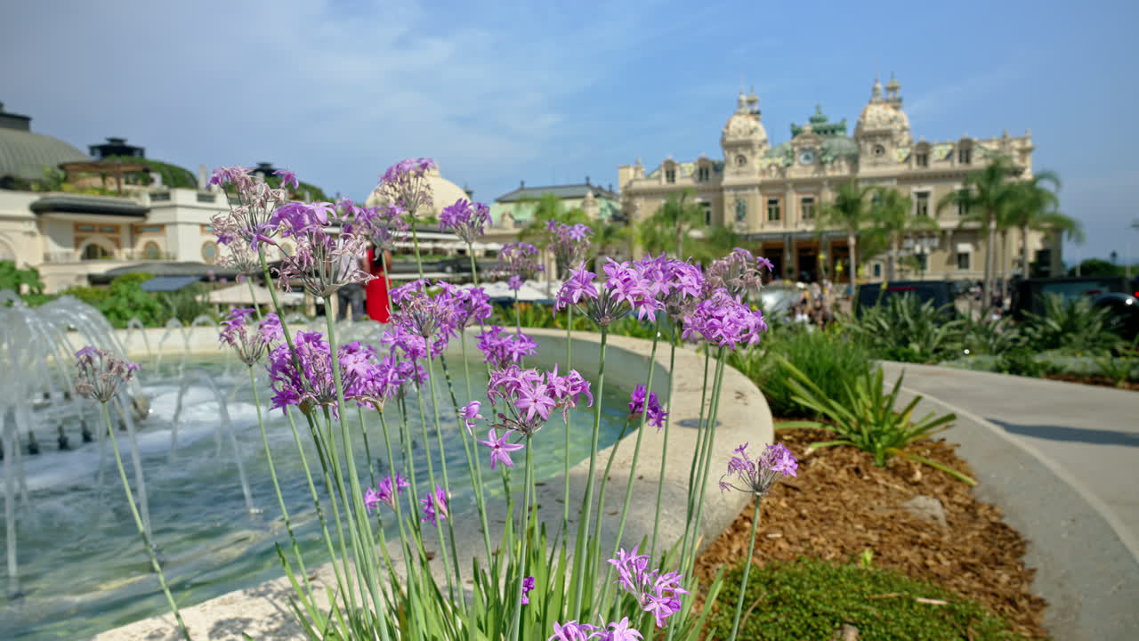Close up of a Tulbaghia Violacea plant near a water fountain with a blurry view of the Monte Carlo Casino