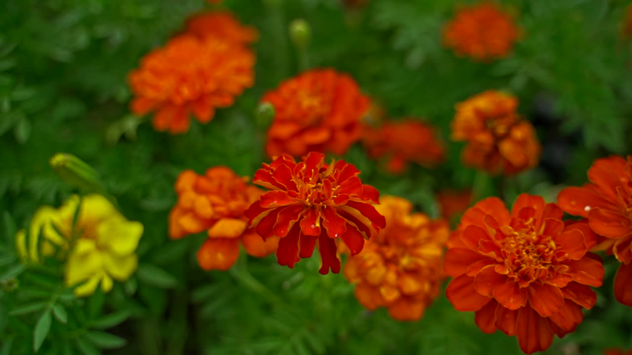 Slow-motion move towards group of flowering Marigolds