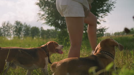 dog owner walking in grassy field with two dogs, lifting her leg to guide dog under her leg while other dog follows alongside, dogs seem happy, with wagging tails