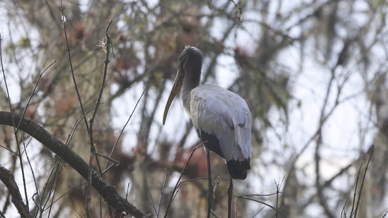 деревянный аист стоит на ветке дерева с листьями на заднем плане в болоте флориды