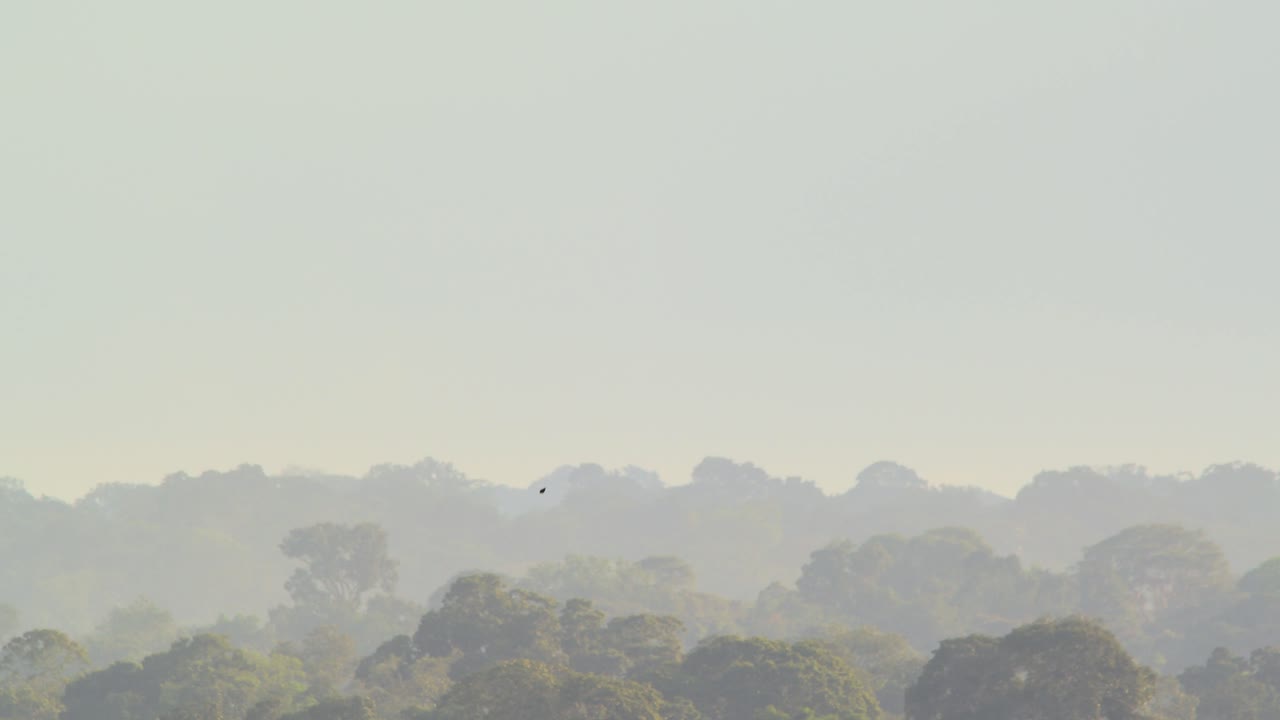 멀리서 열대 우림의 무성한 나무 꼭대기 위로 날아가는 cacique 새가 보입니다.