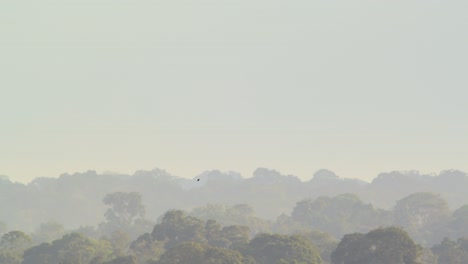 A-cacique-bird-is-seen-in-the-distance-flying-over-the-the-lush-tree-tops-of-a-tropical-rainforest,-following-shot