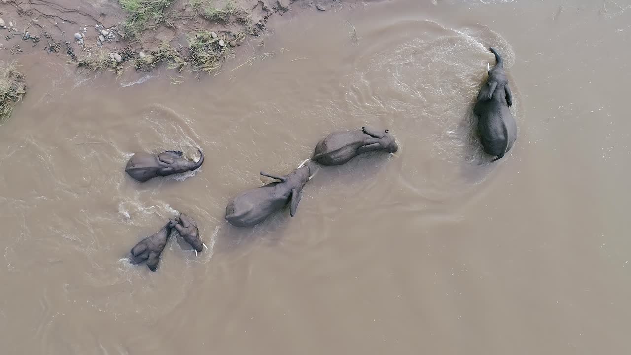 Elephant family cool off in muddy river current in South Africa