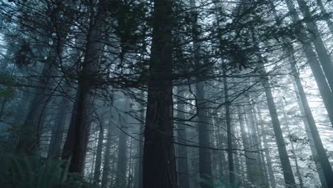 cinematic haunting beauty of spooky forest with foggy atmosphere,low angle