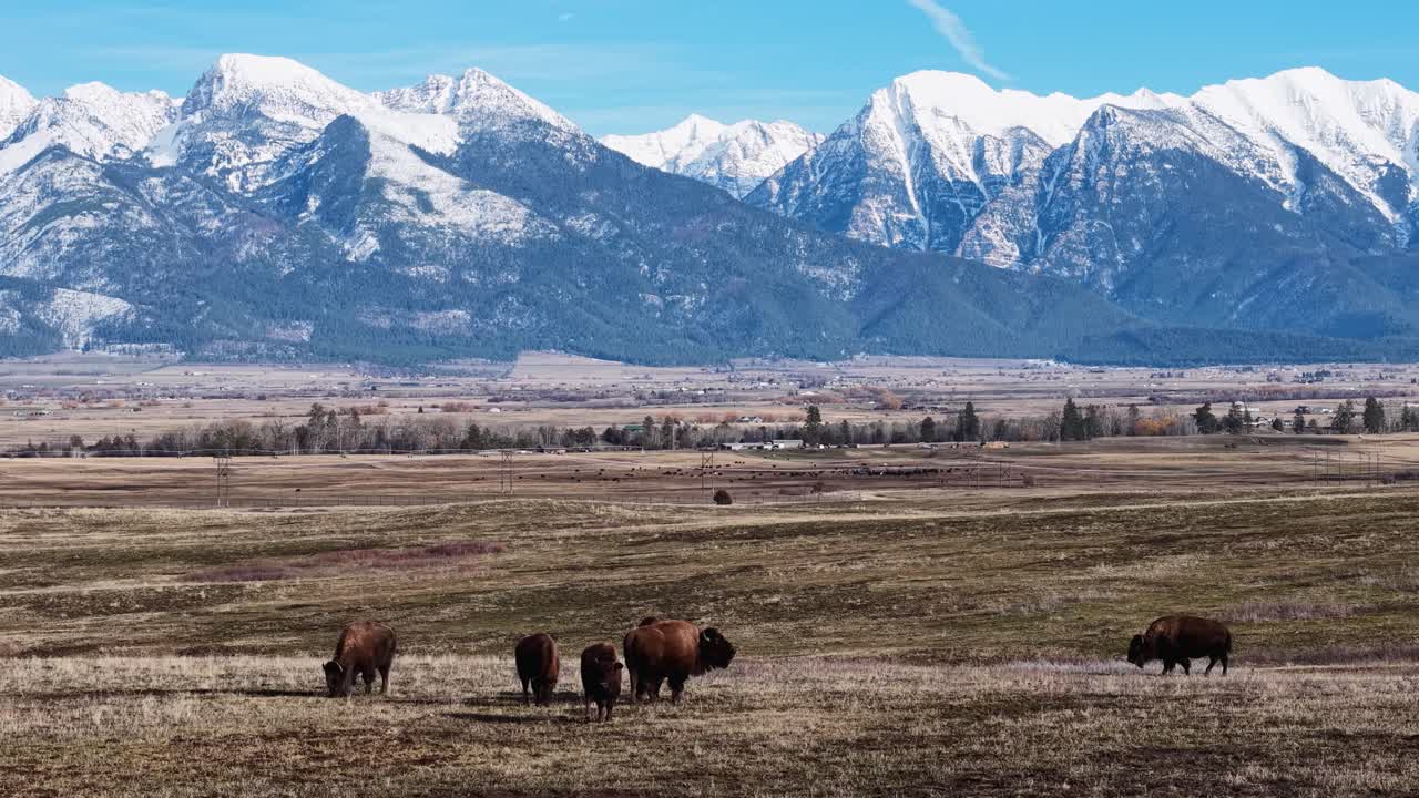 Flygvy över två bisonoxar som betar på öppna slätter med dramatiska snöklädda berg i bakgrunden i Montana