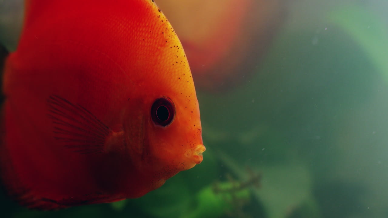 Rød fisk i akvarium