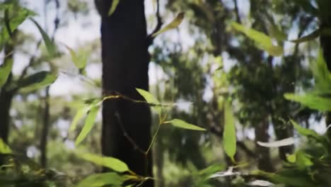 lush greenery surrounds towering trees in a serene woodland scene, capturing the beauty of nature's growth and vibrancy in a tranquil environment
