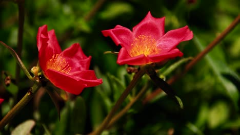 portulaca grandiflora balanceándose en el y es a la vez una flor de jardín y una hierba depurativa para tratar la hepatitis y la cirrosis hepática en ayurveda y homeopatía