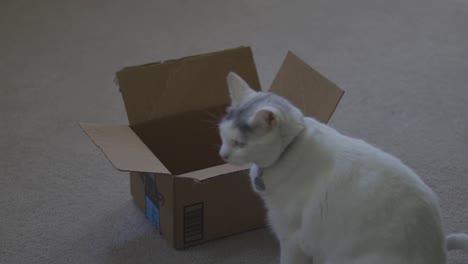 gato y una pequeña caja