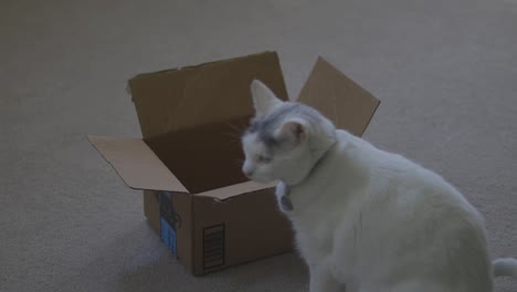 cat and a small box