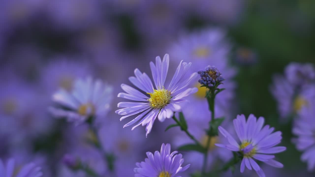 aster púrpura de nueva inglaterra en el jardín con fondo borroso