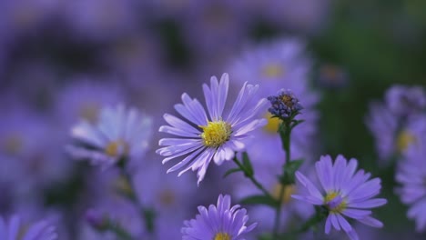 Aster-Púrpura-De-Nueva-Inglaterra-En-El-Jardín-Con-Fondo-Borroso