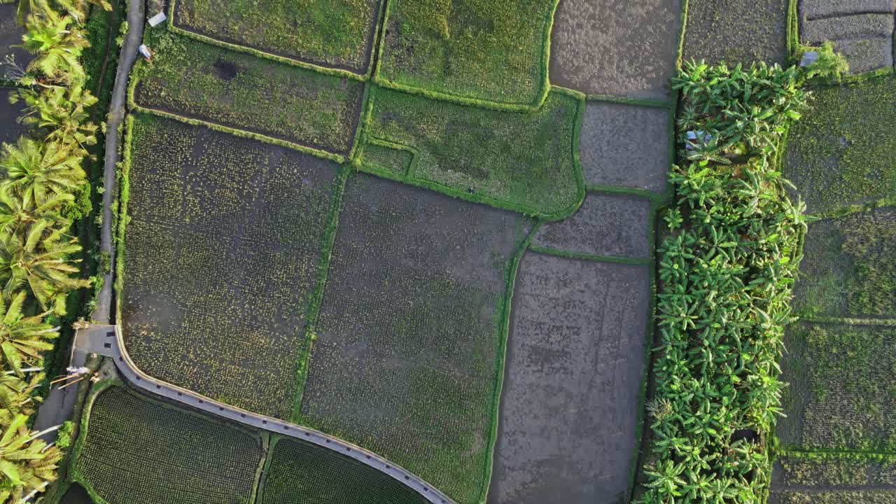 una vista aérea de arriba hacia abajo de los hermosos campos de arroz verdes y palmeras tomadas por un avión no tripulado al amanecer en bali, indonesia