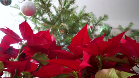 las flores rojas de la poinsettia de navidad se ven al lado del árbol de navidad, una decoración estacional común en los hogares