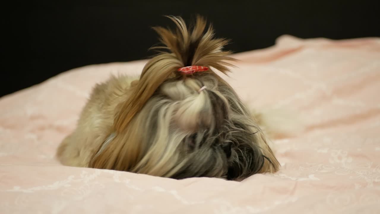 y el lindo perro shih tzu está tendido en la cama y comiendo hueso.
