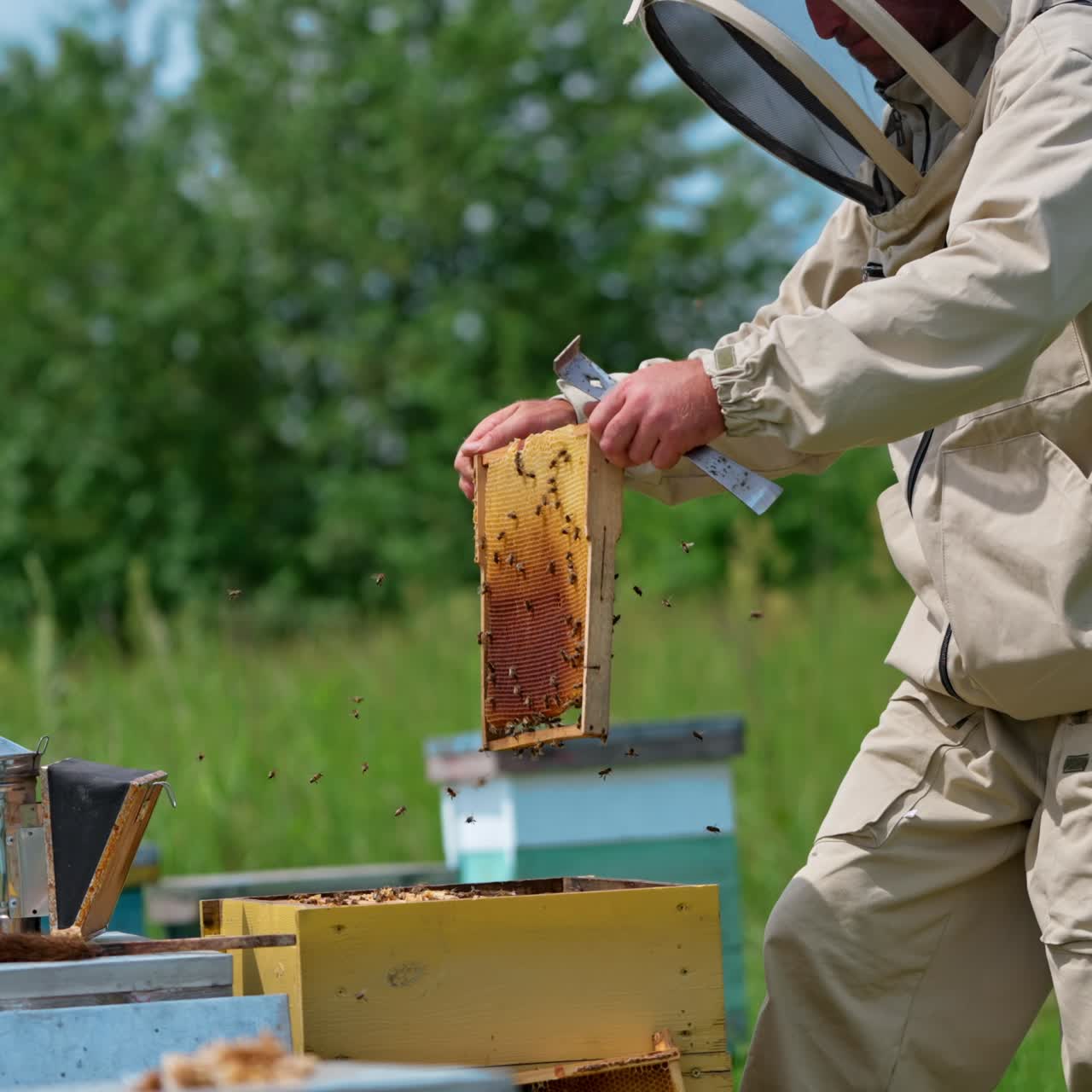 Bee farmer carefully places the full frame into the hive and shakes off the bees slowly. Man gets the empty wax frame and uses a brush to get rid of insects