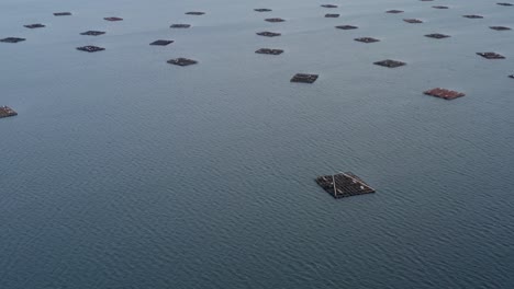 Wide-aerial-view-of-mussel-harvest-bateas,-tilt-down