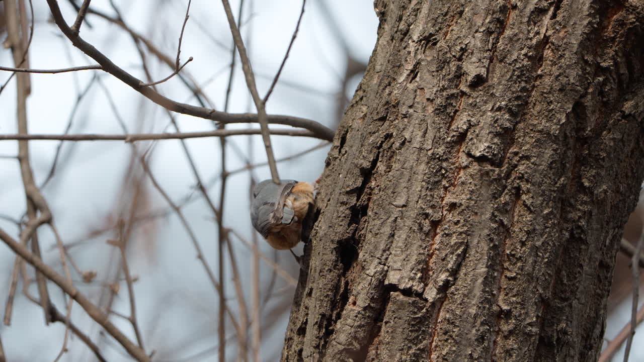el nuthatch eurasiático se sube al tronco del árbol y vuela en el bosque de primavera - cámara lenta