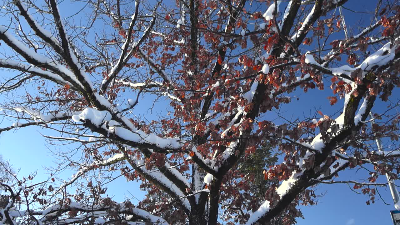 Large old oak tree covered in white fluffy and dense snow during winter sunny day with blue sky in the background. Oak tree has brown leaves covered in snow hanging on the branches, footage moves up.
