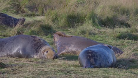 La-Temporada-De-Cría-De-Focas-Grises-Del-Atlántico-Muestra-Adorables-Cachorros-Recién-Nacidos-Con-Pelaje-Blanco,-Cuidados-Por-Sus-Madres-Bajo-El-Sol-De-La-Tarde-De-Noviembre.