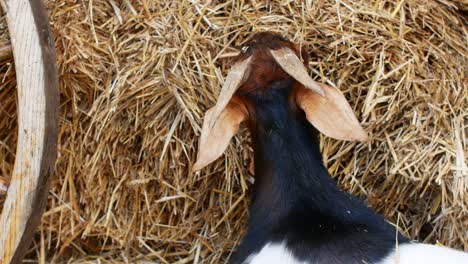 a beautiful brown goat eating hay on the farm. livestock farm.