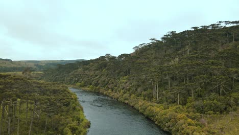 beautiful drone footage acompaning a river, with pine trees around, plantations and hills