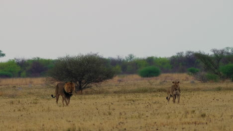 león de melena negra caminando con una leona orinando en la hierba en kgalagadi, botswana
