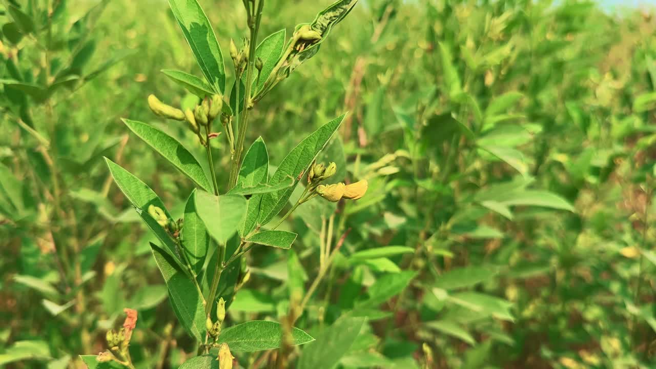 Close-up of a Cajanus cajan branch with fresh green leaves and yellow flowers gently swaying in the wind in a rural field. Peaceful agricultural scene showing natural crop growth and ecology
