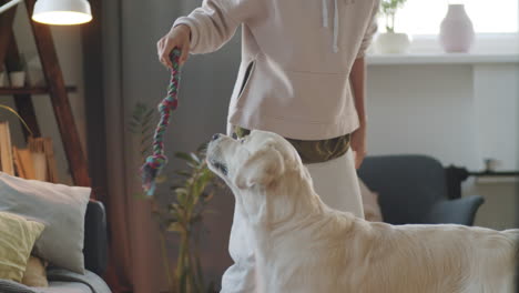 woman playing with her golden retriever