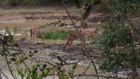 Versteckt-Im-Gebüsch-Sehe-Ich-Fünf-Kudus,-Die-Zum-Schlammbecken-Kommen,-Um-Zu-Trinken